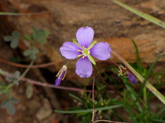 Heliophila subulata