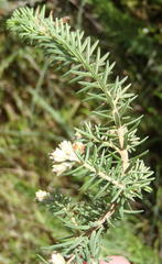 Erica brownleeae