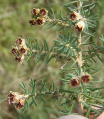 Erica brownleeae