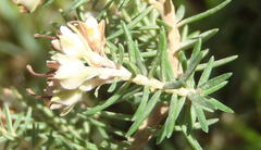 Erica brownleeae