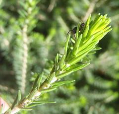 Erica brownleeae