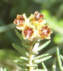 Erica brownleeae