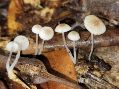 Mycena odorifera