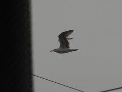 Larus