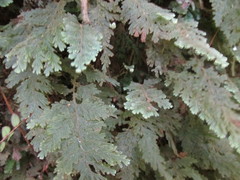 Hymenophyllum frankliniae
