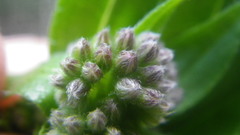 Myosotis afropalustris