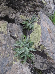 Jurinea filicifolia
