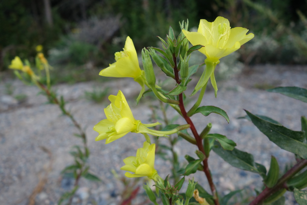 Oenothera parviflora