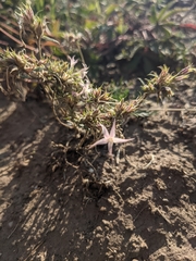 Ipomopsis aggregata weberi