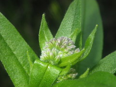Myosotis afropalustris