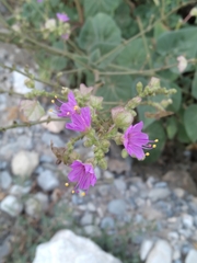 Mirabilis viscosa
