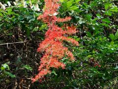 Combretum microphyllum