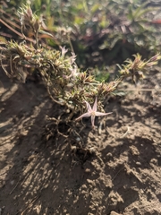 Ipomopsis aggregata weberi