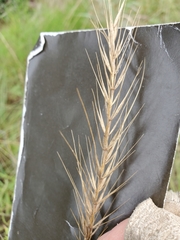 Elymus interruptus