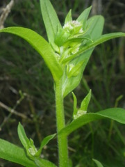 Myosotis afropalustris