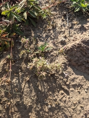 Ipomopsis aggregata weberi