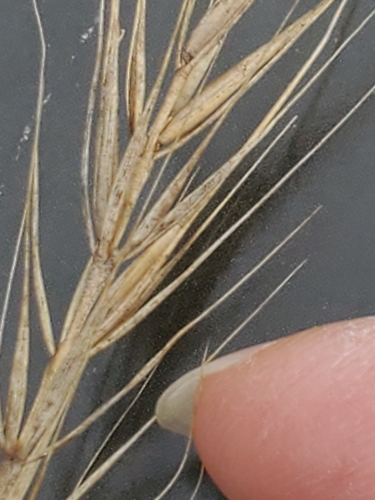 Image of Elymus interruptus by (c) Jo Roberts, some rights reserved (CC BY)