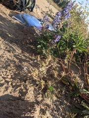 Ipomopsis aggregata weberi