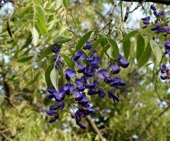 Bolusanthus speciosus