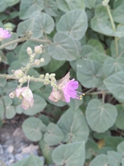 Mirabilis viscosa