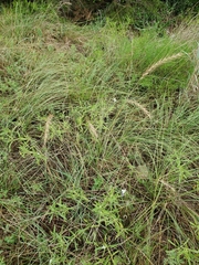 Elymus interruptus