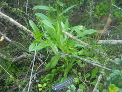 Myosotis afropalustris