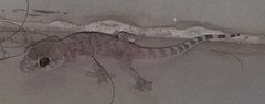Hemidactylus turcicus