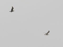 Larus