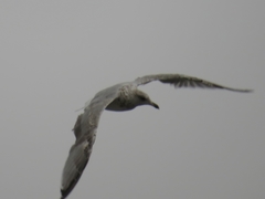 Larus