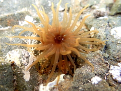 Isactinia olivacea