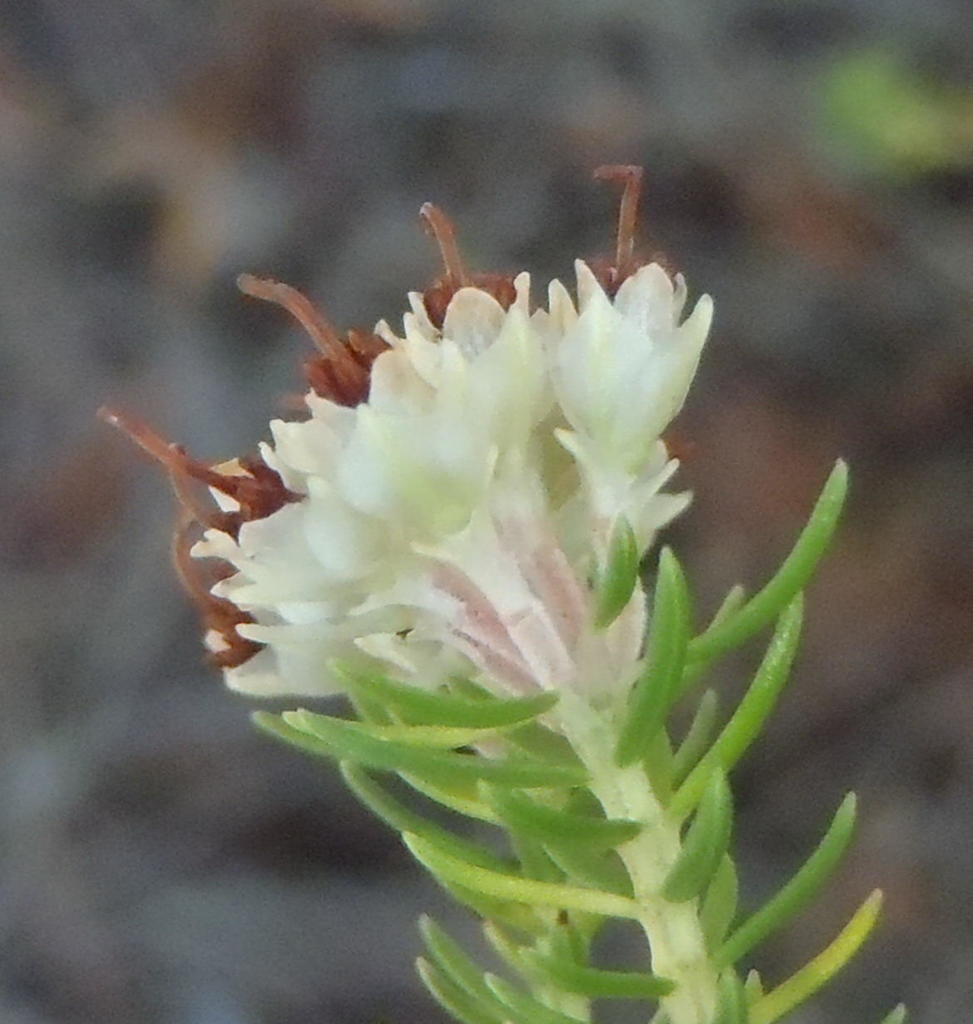 Sepal Heaths