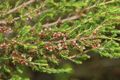 Erica hispidula hispidula