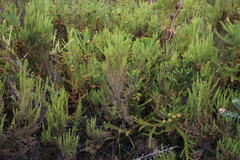 Erica hispidula hispidula