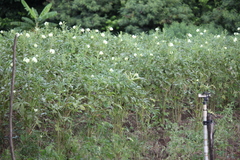 Abelmoschus esculentus