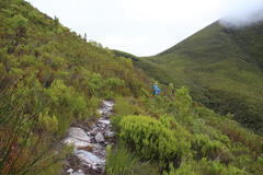 Erica hispidula hispidula