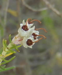 Erica brownleeae