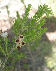 Erica brownleeae