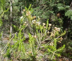 Erica brownleeae