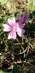 Malva sylvestris