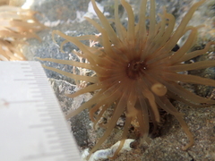 Isactinia olivacea