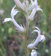 Cyphia phyteuma phyteuma