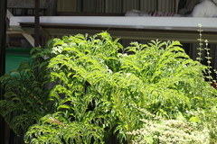 Amorphophallus paeoniifolius