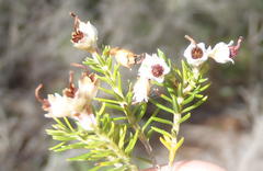 Erica brownleeae