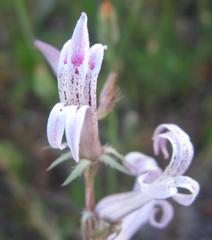 Cyphia phyteuma phyteuma