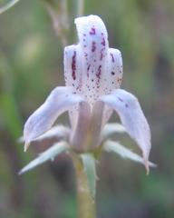 Cyphia phyteuma phyteuma