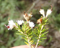 Erica brownleeae