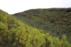 Cliffortia reniformis