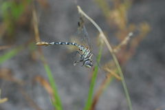 Erpetogomphus designatus