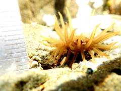 Isactinia olivacea
