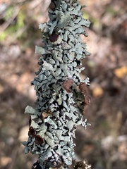 Hypogymnia occidentalis